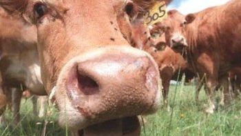 Nie tylko Polskie krowy chorują