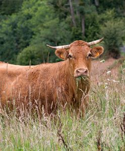 Krowa bohaterka została złapana. Ale nie przeżyła transportu