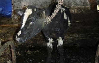 Mięso z chorych krów. Słowacy ostrzegają przed polską wołowiną i zalecają kupowanie rodzimej