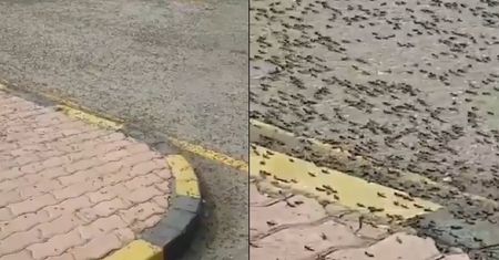 Inwazja mrówek na irańskim punkcie granicznym