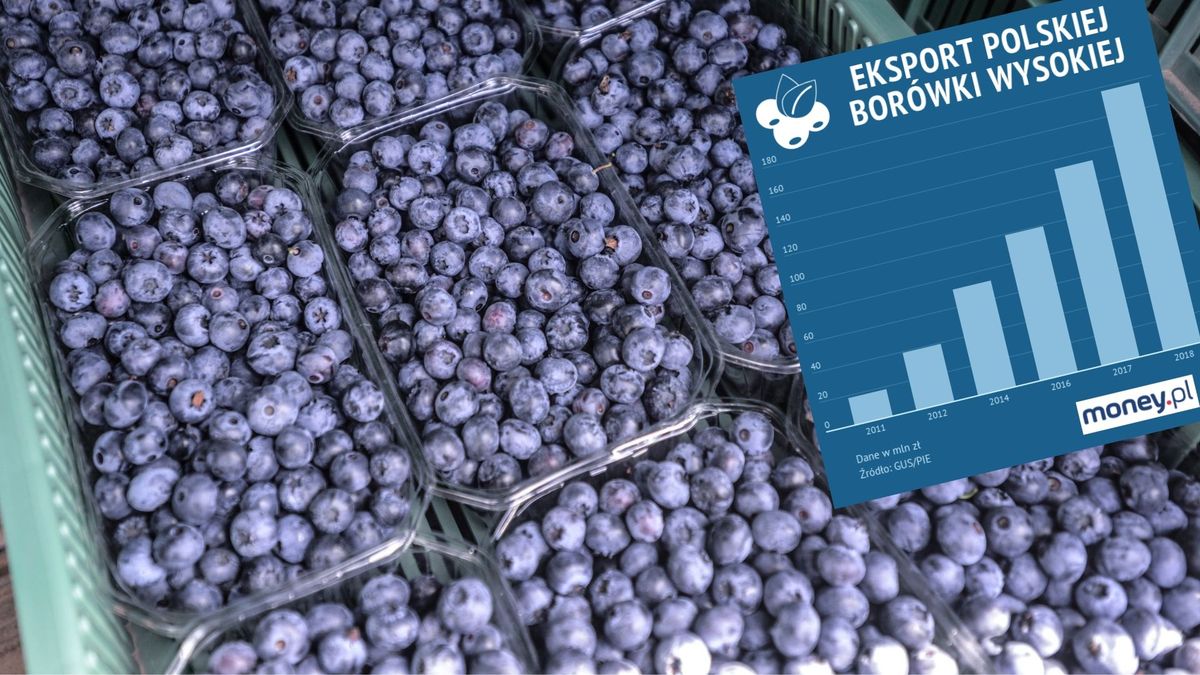Polska borówka jest coraz popularniejsza w Europie. A potencjał drzemie też w rynkach azjatyckich