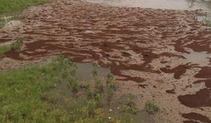 Hordy agresywnych mrówek. Plaga po huraganie Harvey