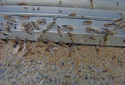 Inwazja latających mrówek na Białołęce. "Prawdziwa plaga"