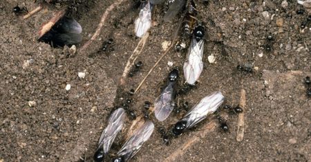 Inwazja latających mrówek w Polsce. "Co za obrzydliwa plaga?"
