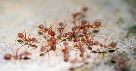 Zabierz tę przyprawę na działkę, a pozbędziesz się mrówek z ogrodu