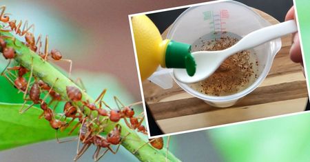 Wymieszaj z wodą i spryskaj ogród. Mrówek już więcej w nim nie zobaczysz