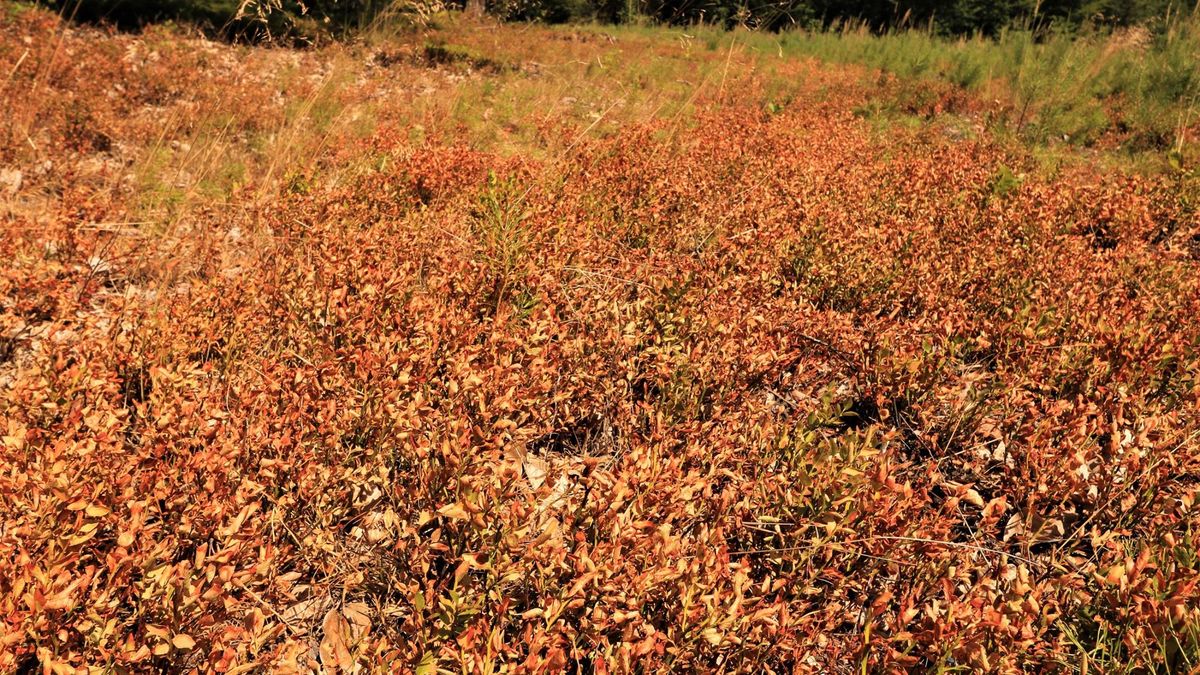 Wysuszone borówki w jednym z lasów z regionu Nadleśnictwa Oława. Obrazują problem suszy