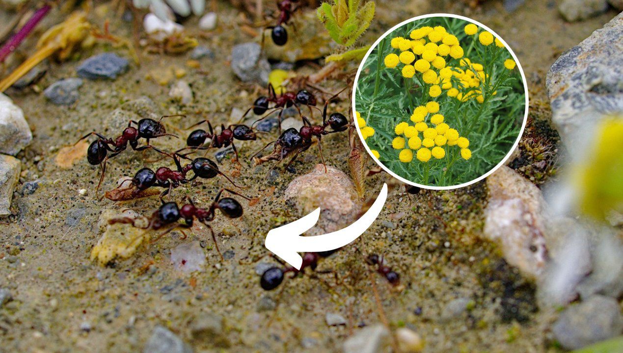 oprysk na mrówki, fot. Getty Images