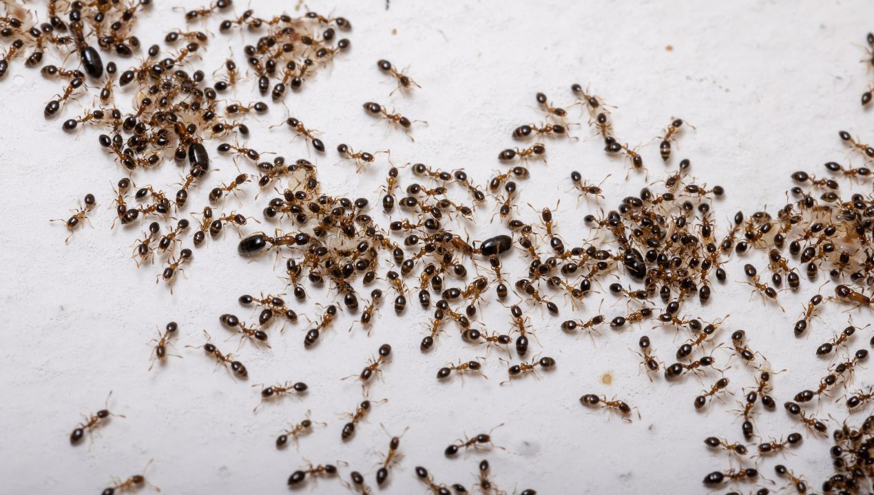 Mrówki już nigdy nie wrócą. Oprysk domowy skuteczny na 100%