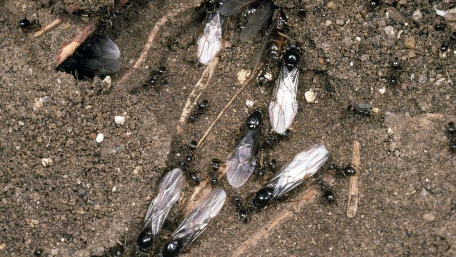 Teraz właśnie latające mrówki wychodzą w gniazd