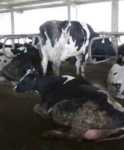 Chore krowy w ubojniach. Ekspert: "Konieczne zmiany w prawie"