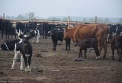 Co dalej ze stawem krów? Jest decyzja Powiatowego Lekarza Weterynarii