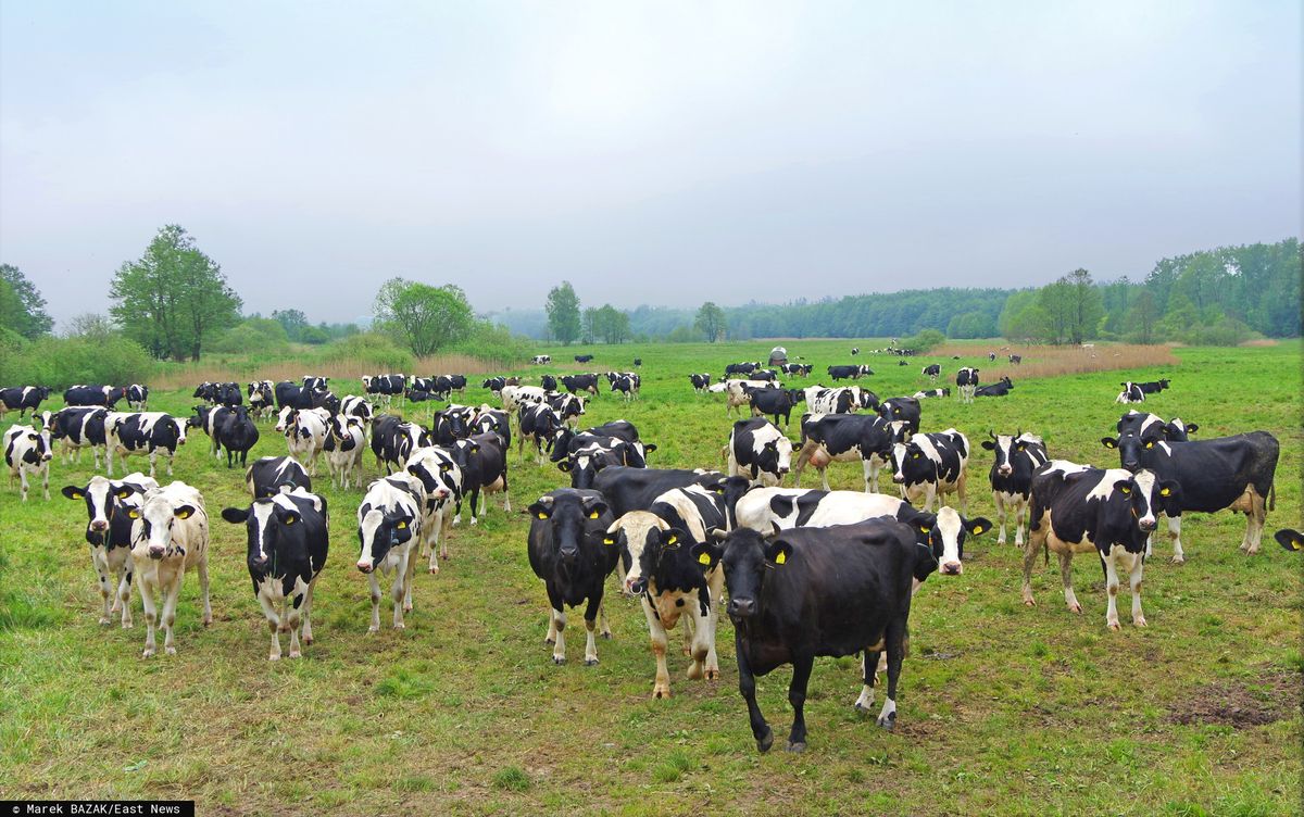 Koniec sprawy słynnych krów z Deszczna. Znalazły nowy dom