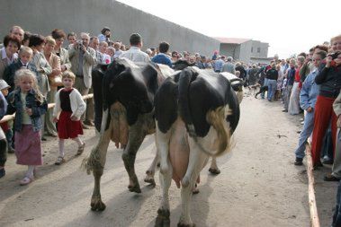 Święte krowy w Wielkopolsce
