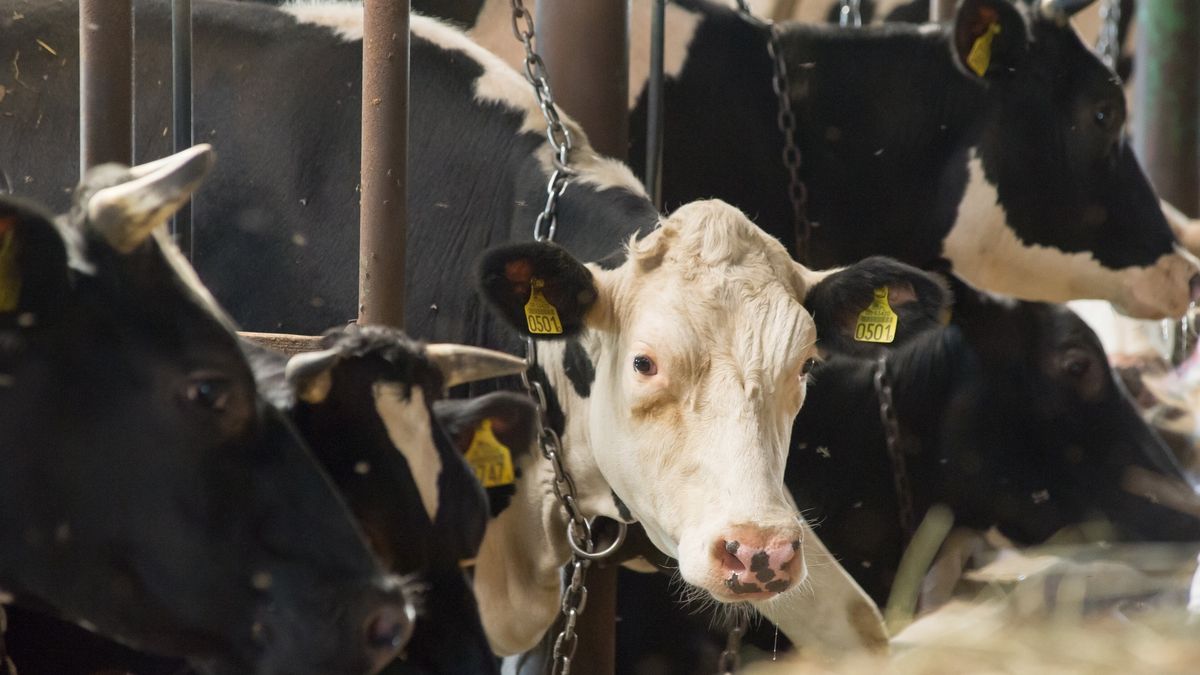 Problem nielegalnego uboju bydła przedstawiony przez TVN oznacza spore straty dla całej branży