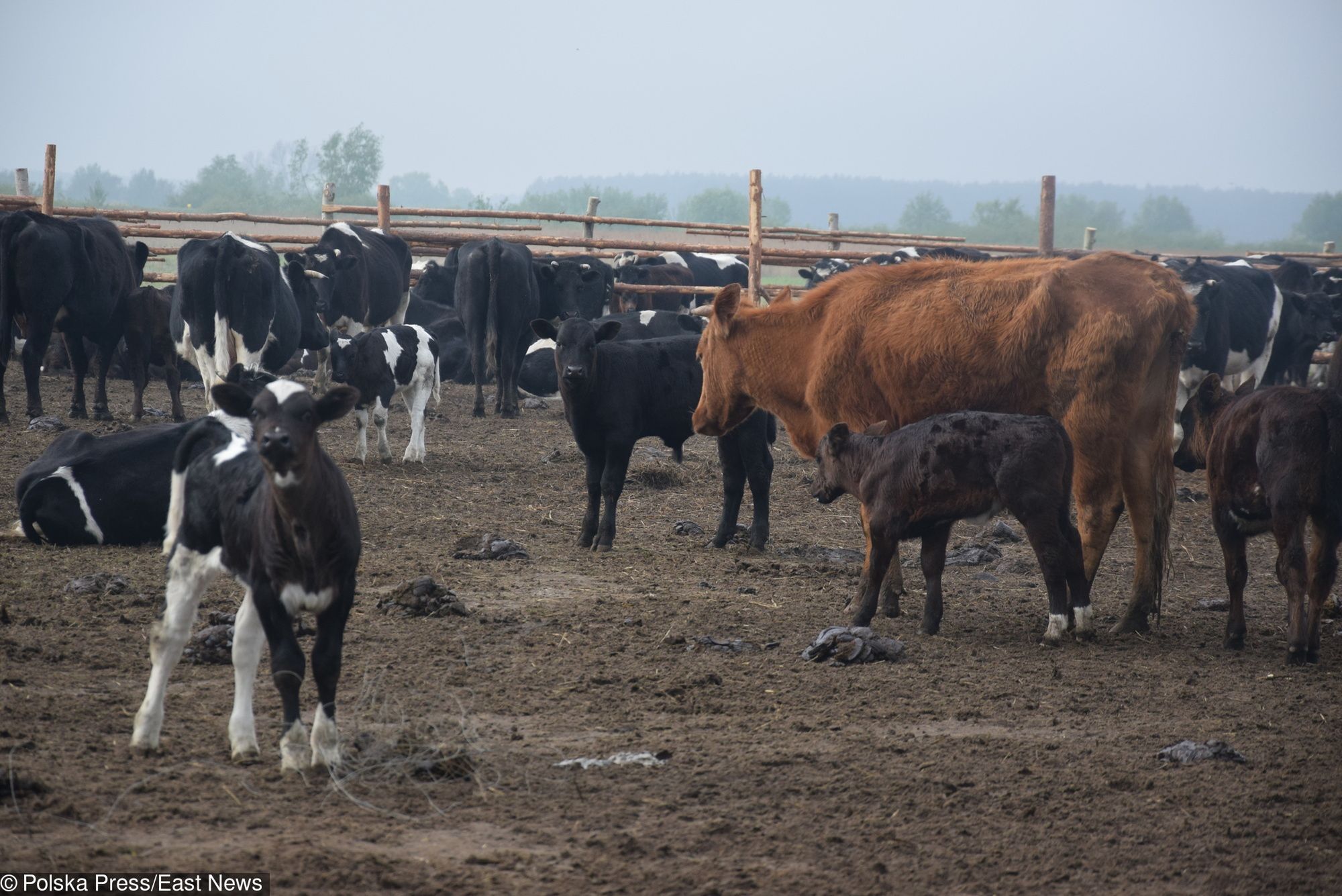 170 krów nie zostanie wybite.