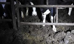 Falenty: dramat zwierząt w państwowym instytucie. Krowy "ślizgające się na własnych odchodach"