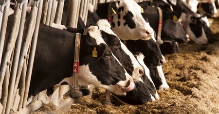 Danone wysyła 5 tysięcy krów na Syberię. To odpowiedź na rosnące ceny mleka