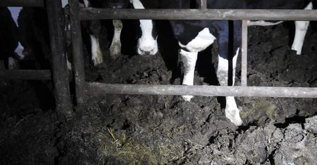 Falenty: dramat zwierząt w państwowym instytucie. Krowy "ślizgające się na własnych odchodach"
