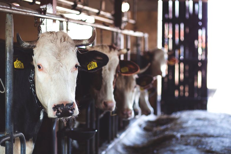 Mięso chorych lub padłych krów sprzedawane jako "zdrowe". Komunikat Głównego Lekarza Weterynarii