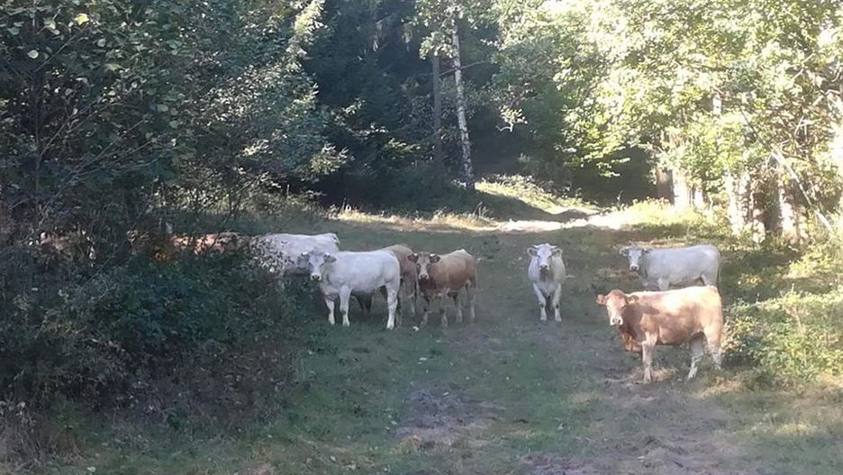 Stado krów od miesięcy niszczy gminę Lądek Zdrój