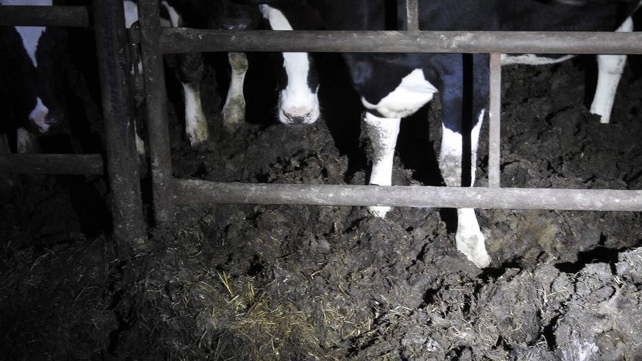 Stłoczone w oborze krowy "ślizgają się na własnych odchodach"