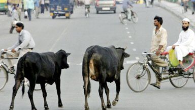 Święte krowy na ulicy Delhi