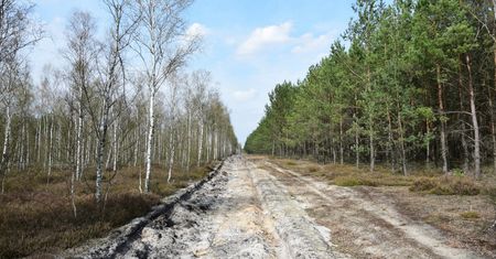 Goły pas ziemi przy lesie to konieczność. "Fakt, nie wygląda zbyt ładnie"