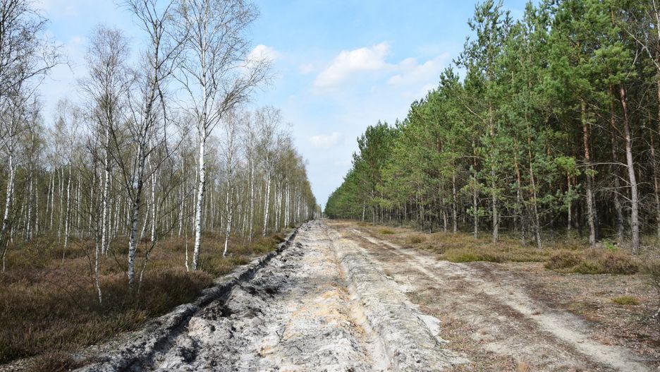 Pas przeciwpożarowy ma zapobiegać przerzutom pożarów