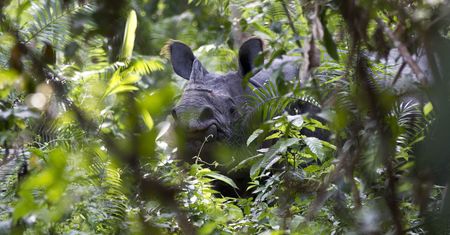 Polski oddział WWF publikuje oświadczenie. W tle eko-bojówki