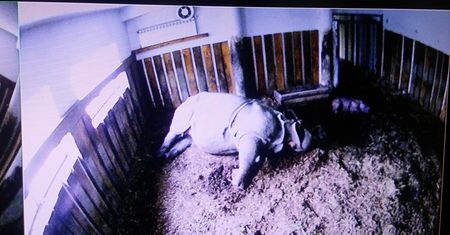 Trzeci nosorożec w warszawskim zoo. Gratulujemy Shikari i Kubie