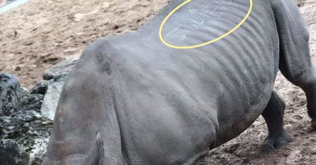 Podpisy na grzbiecie nosorożca. Francja zawrzała z oburzenia