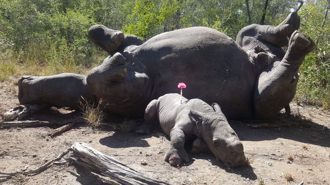 Mały nosorożec wraca do zdrowia. Kłusownicy ranili malca i zabili jego matkę