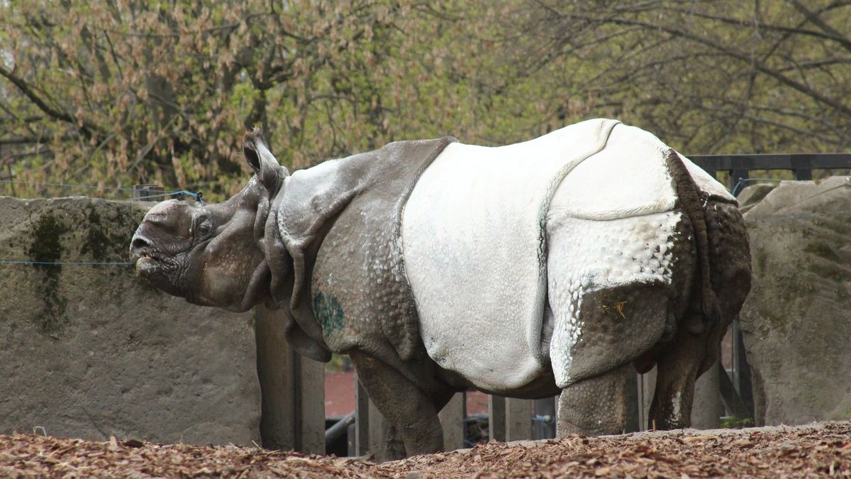 Nosorożec z warszawskiego zoo