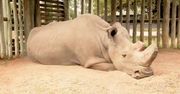 Tak wygląda wymieranie gatunku. Poruszające zdjęcie ostatniego nosorożca północnego