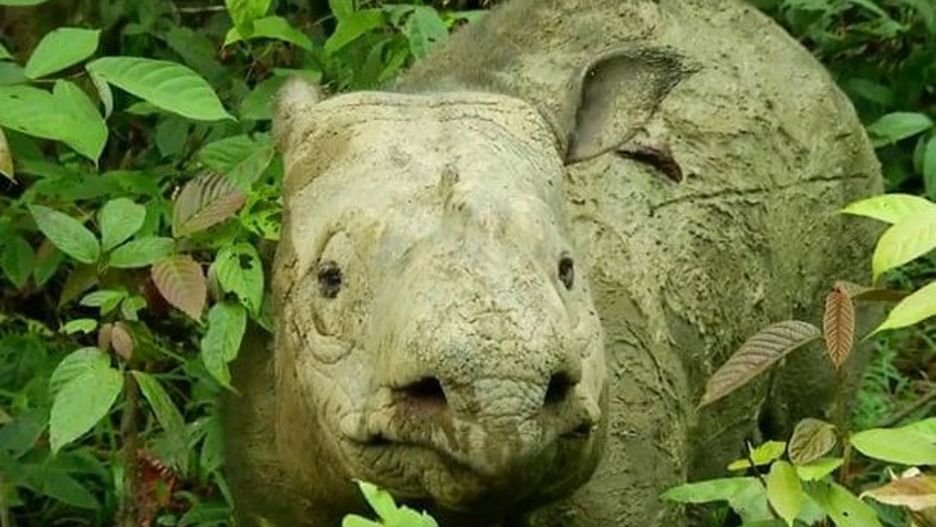 Iman była ostatnią samicą swojego gatunku