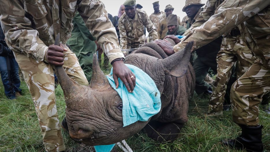 Wspierani przez WWF strażnicy walczący z kłusownikami przypominają paramilitarne bojówki. Tu strażnicy w parku w Kenii