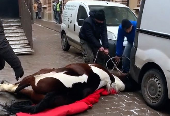 Koń padł w centrum Krakowa. Sprawa trafiła do prokuratury