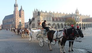 Kraków. Prokuratura podjęła decyzję w sprawie koni dorożkarskich