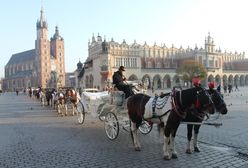 Kraków. Prokuratura podjęła decyzję w sprawie koni dorożkarskich