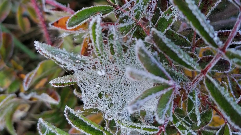 Pogoda. Pierwsze przymrozki zaskoczyły naszych internautów
