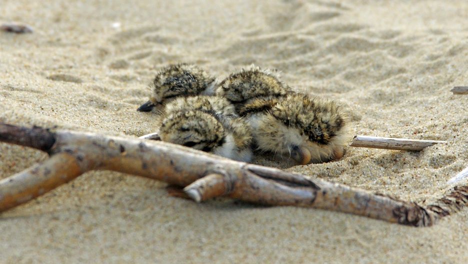 Woda zalała jaja i pisklęta