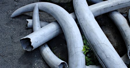 Prawie 10 ton kości słoniowej. Przechwycono rekordową próbę przemytu