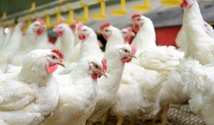 Ostrzeżenie GIS dotyczące ptasiej grypy. Miałeś kontakt z ptactwem? Zachowaj higienę