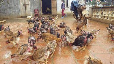 Niebezpieczny drób?