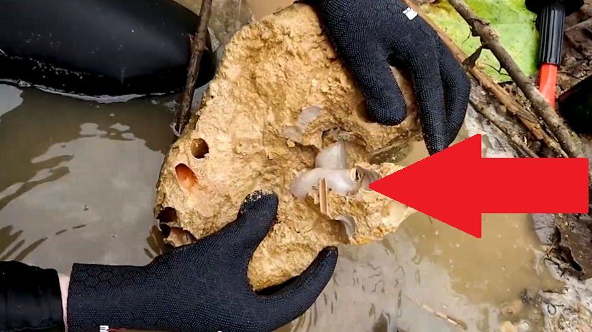 Wgryzają się w wapienne skały niczym korniki