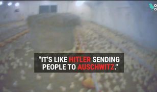Angielska gazeta ujawnia film z polskiej fermy drobiu. „Robimy tu to samo, co Hitler w Auschwitz”