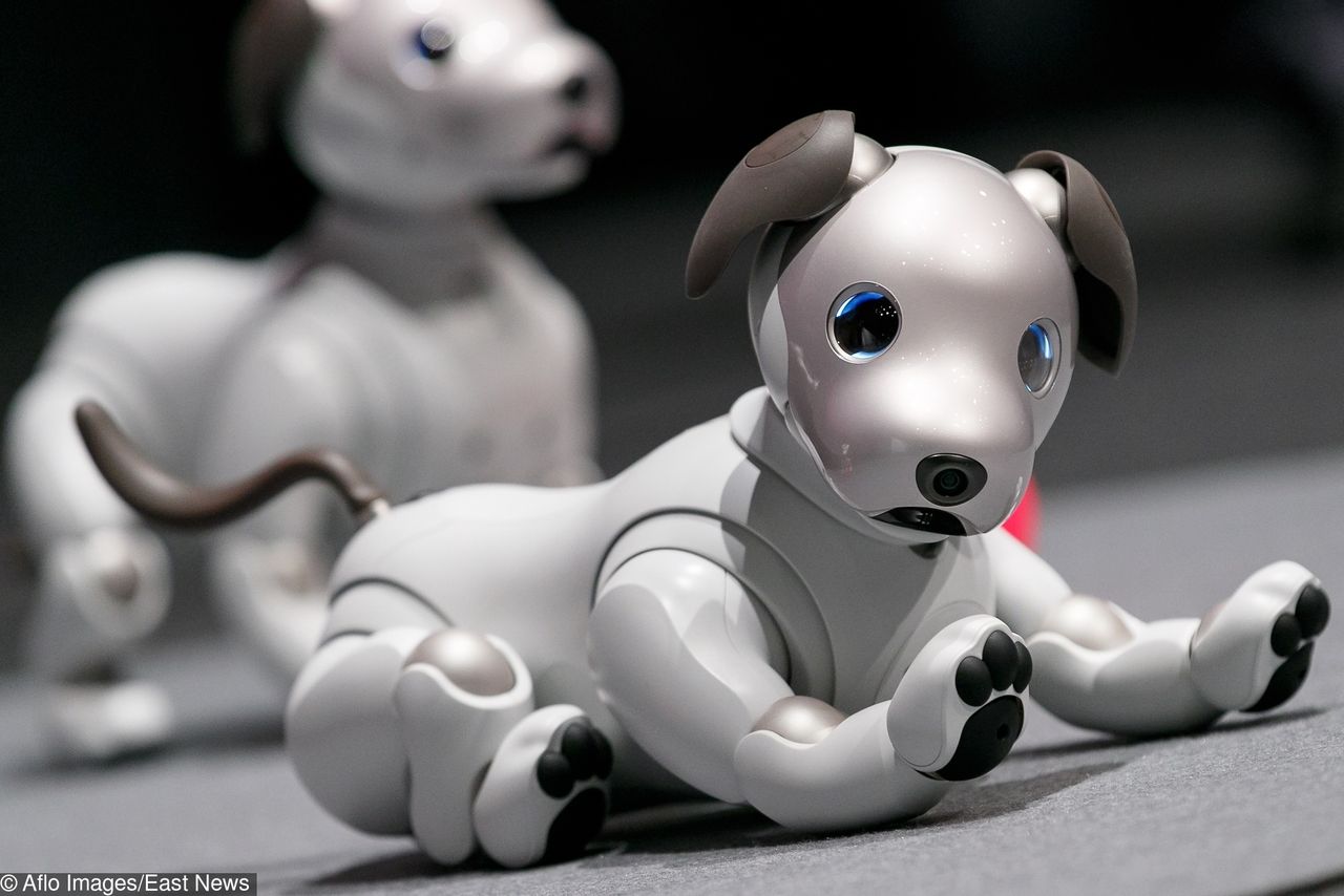 Nowy pies-robot od Sony na rynku – producent wprowadza kolejną wersję Aibo