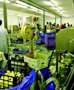 Polscy niewolnicy w Wielkiej Brytanii