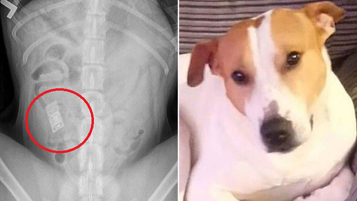 Lekarze uratowali psu życie. Zobaczcie, co połknął